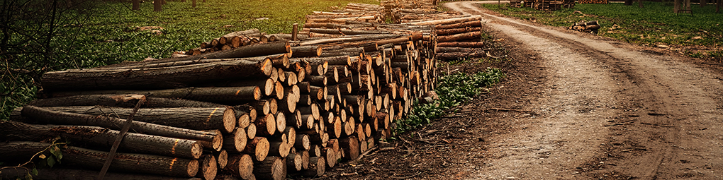 Abattage d’arbres à Proyart 